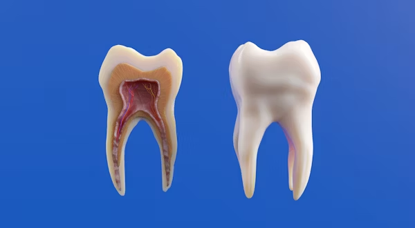 image showing the surface and inside of a tooth